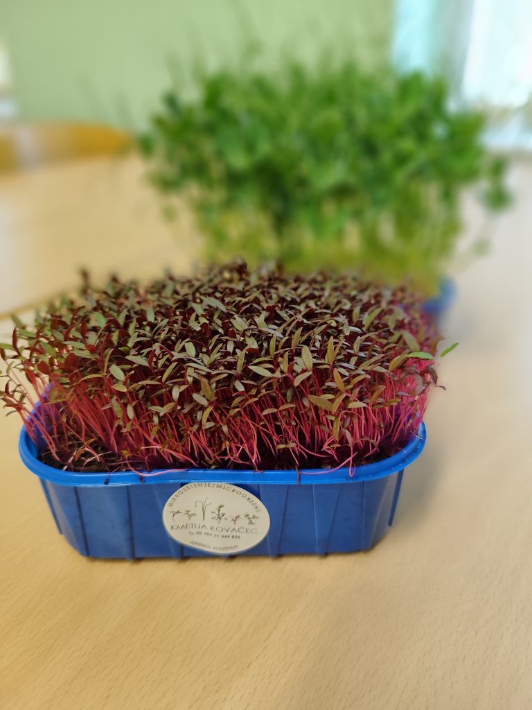 Projekt Mikrozelenjava od semena do krožnika
