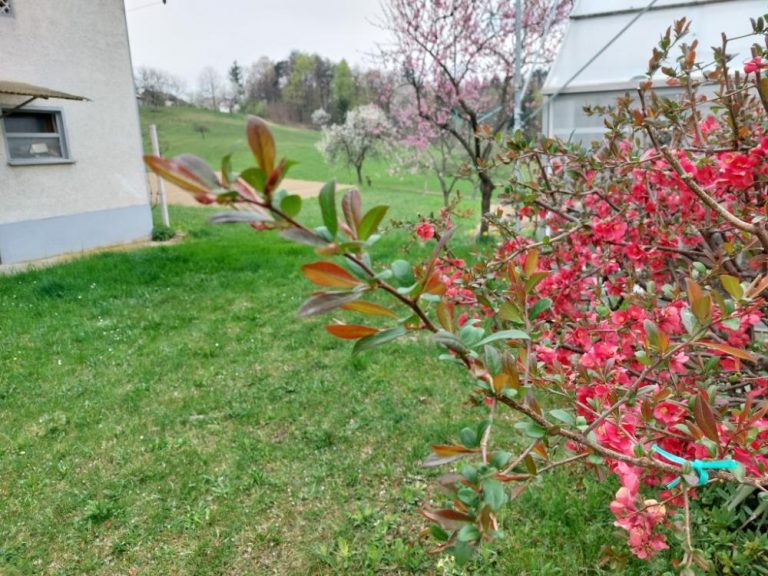 Rezultati Green up za japonsko kutino (Chaenomeles japonica) 2025
