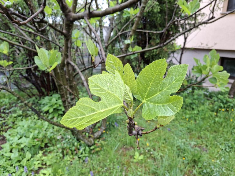 Rezultati Green up za figo (Ficus carica) 2025