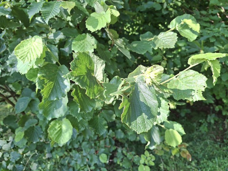 Rezultati Green up za lesko (Corylus avellana) od leta 2023 do 2025