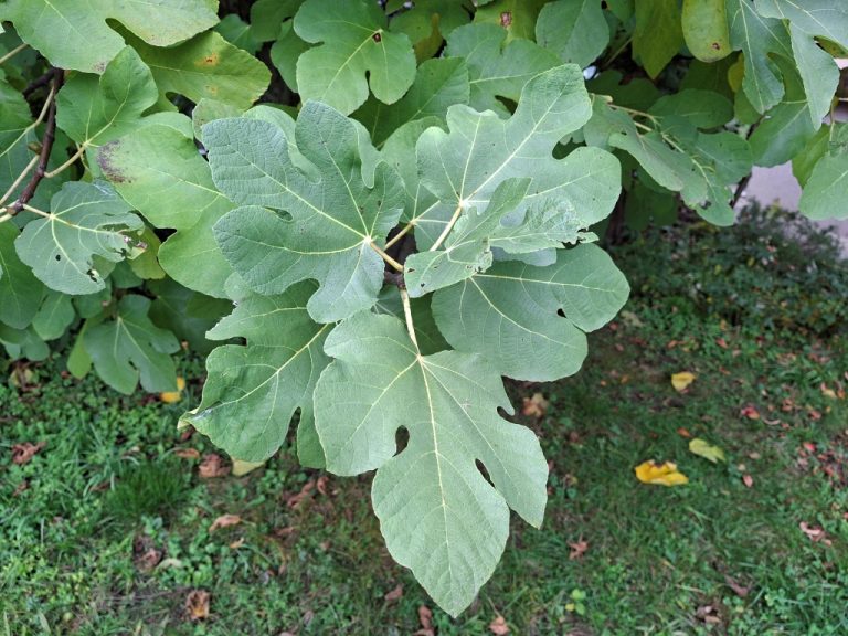 Rezultati Green down za figo (Ficus carica) v Mozirju v letu 2025