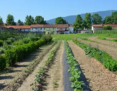 poskusno-polje4