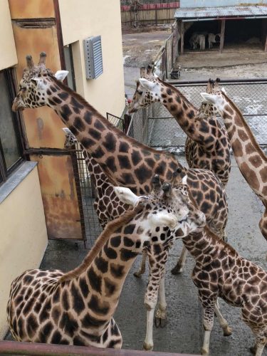 617651894 1425978422435021 7577406636328755100 n