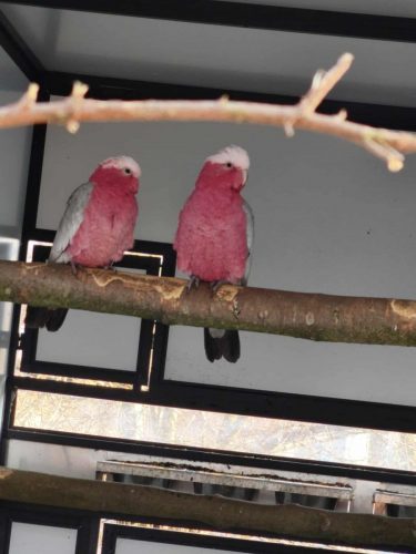 619060517 777402442067993 5084867210154796591 n