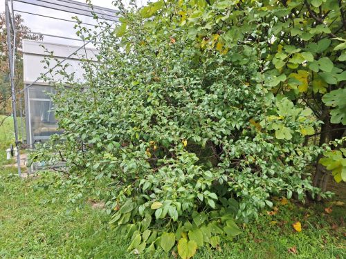 JAPONSKA-KUTINA1 JESEN 2025