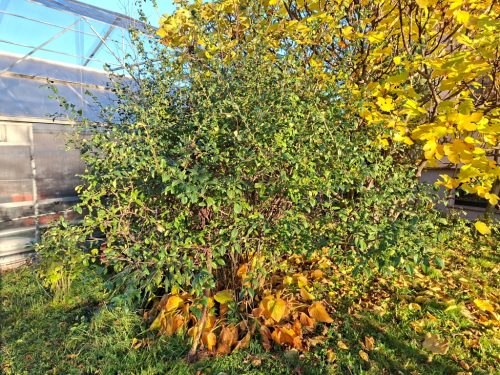 JAPONSKA-KUTINA2 JESEN 2025