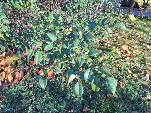 JAPONSKA-KUTINA3 JESEN 2025