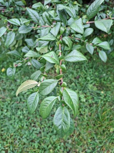 JAPONSKA-KUTINA JESEN 2025