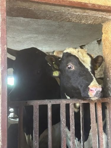 Slika5 (1) (1) (1) (1)