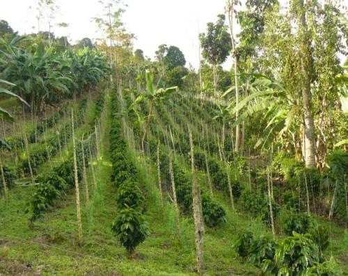 coffee-farm-862x685